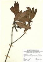 藏品(奧氏虎皮楠)的圖片